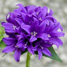 Bellflower Superba Seeds Campanula Glomerata Superba 50 Seeds Fresh Seeds Fast Shipping