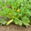 Bianco Lungo Zucchini Squash Italian Seeds Fresh Seeds Fast Shipping