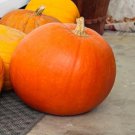 Big Max Pumpkin Exhibition Natural 12 Seeds Delicious Fresh Seeds Fast Shipping