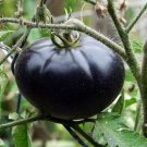 Black Beauty Tomato Extreme Anthocyanin Fresh Seeds Fast Shipping