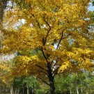 Black Birch Tree Seeds Betula Lenta 50 Seeds Fresh Seeds Fast Shipping