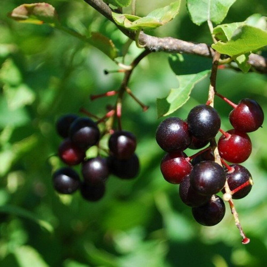 Black Cherry Tree Seeds Prunus Serotina 15 Seeds Fresh Seeds Fast Shipping