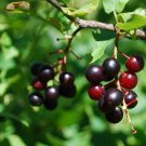 Black Cherry Tree Seeds Prunus Serotina 15 Seeds Fresh Seeds Fast Shipping