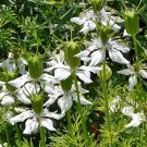 Black Cumin Herb S Fitches Fresh Seeds Fast Shipping