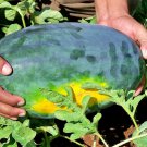 Black Diamond Yellow Belly Watermelon Melon Fresh Seeds Fast Shipping