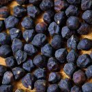 Black Garbanzo Bush Beans Vegetable Fresh Seeds Fast Shipping