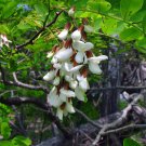 Black Locust Tree Seeds Robinia Pseudoacacia 40 Seeds Fresh Seeds Fast Shipping
