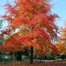 Black Tupelo Tree Seeds Nyssa Sylvatica 10 Seeds Fresh Seeds Fast Shipping