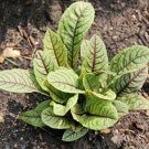 Bloody Dock Red Sorrel Salad Greens Fresh Seeds Fast Shipping