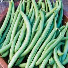 Blue Lake 274 Bush Beans Excellent Flavor Best Tasting Fresh Seeds Fast Shipping