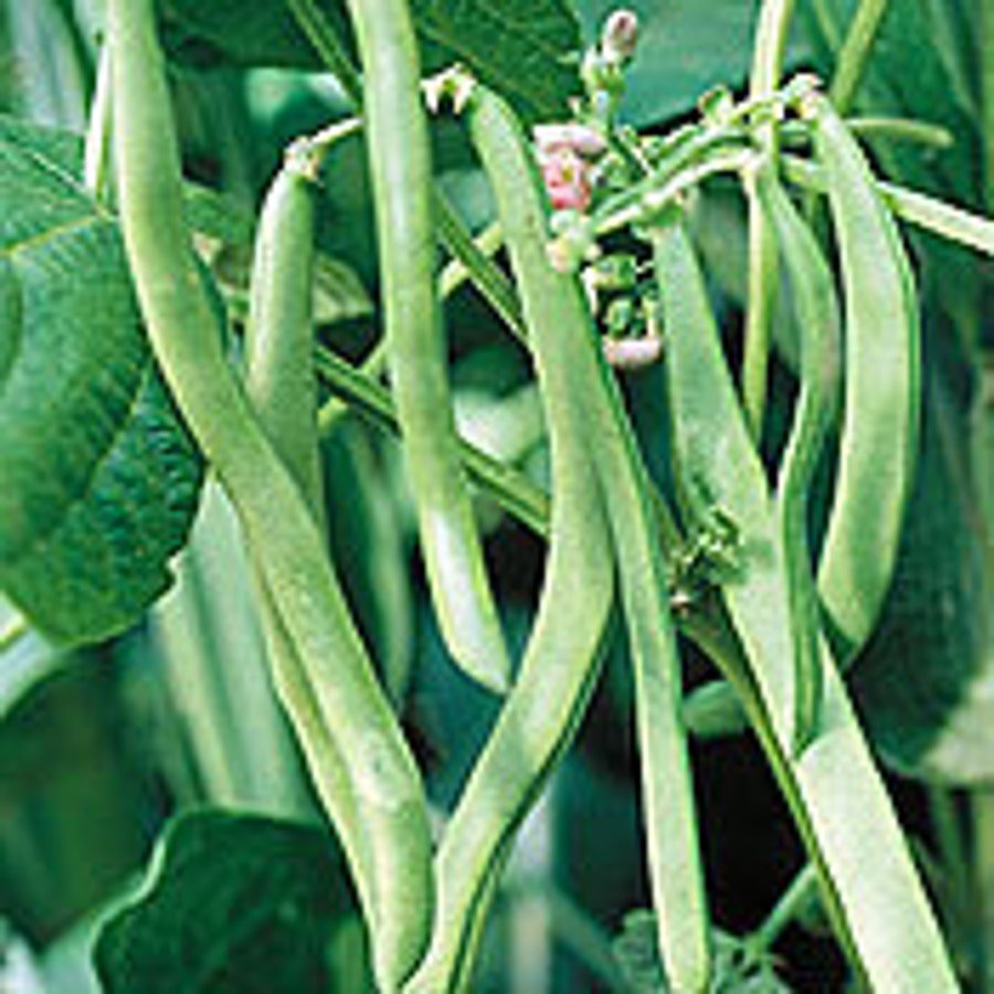 Blue Lake Pole Beans Stringless Fresh Flavor Fresh Seeds Fast Shipping