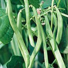 Blue Lake Pole Beans Stringless Fresh Flavor Fresh Seeds Fast Shipping