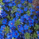 Blue Pimpernel Ground Cover Seeds Anagallis Arvensis 200 Seeds Fresh Seeds Fast Shipping