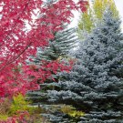 Blue Spruce Tree Seeds Picea Pungens Glauca 25 Seeds Fresh Seeds Fast Shipping
