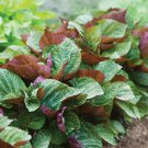Britton Bicolor Shiso Culinary Herbs Perilla Fresh Seeds Fast Shipping