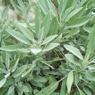 Broadleaf Garden Sage S Fresh Seeds Fast Shipping