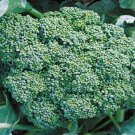 Broccoli Green Calabrese Green Sprouting Vegetable Fresh Seeds Fast Shipping