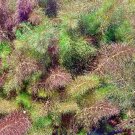 Bronze Fennel Herb Fresh Seeds Fast Shipping