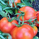 Bush Beefsteak Tomato Vegetable Seeds Fresh Seeds Fast Shipping