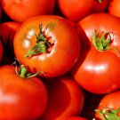 Cal Ace Tomato Grown To Organic Standards Fresh Seeds Fast Shipping