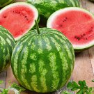 Cal Sweet Bush Watermelon Vegetable Seed Fresh Seeds Fast Shipping