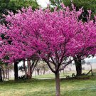California Redbud Tree Seeds Cercis Occidentalis 20 Seeds Fresh Seeds Fast Shipping
