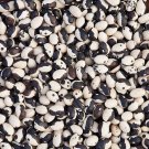 Calypso Dry Bush Beans Yin Yang Vegetable Garden Fresh Seeds Fast Shipping
