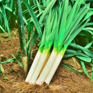 Carentan Leek Gourmet Vegetable Seeds Fresh Seeds Fast Shipping