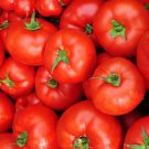 Caribe Tomato Rare Fresh Seeds Fast Shipping