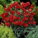 Carnation Grenadin Scarlet Flower Seeds Dianthus Caryophyllus 50 Seeds Fresh Seeds Fast Shipping