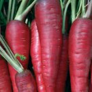 Carrot Red Sky Vegetable Seeds Daucus Carota 50 Seeds Fresh Seeds Fast Shipping
