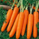 Carrot Scarlet Nantes Vegetable Seeds Daucus Carota 50 Seeds Fresh Seeds Fast Shipping