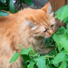 Catnip Herb Seeds Nepeta Cataria 200 Seeds Fresh Seeds Fast Shipping