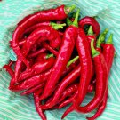 Cayenne Thick Chili Hot Pepper Vegetable Seeds Fresh Seeds Fast Shipping