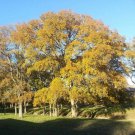 Cedar Elm Tree Seeds Ulmus Crassifolia 25 Seeds Fresh Seeds Fast Shipping