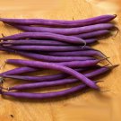Celine Bush Beans Fresh Seeds Fast Shipping