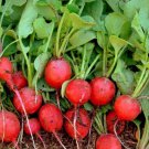 Cherry Belle Radish Fresh Seeds Fast Shipping