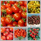 Cherry Tomato Collection Fresh Seeds Fast Shipping