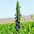 Chia S Grow Your Own Aztec Superfood Fresh Seeds Fast Shipping