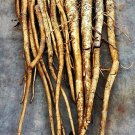 Chiko Burdock Gobo Culinary Herb Arctium Lappa Coolseason Openpollinated Fresh Seeds Fast Shipping