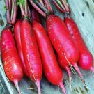 China Rose Radish Fresh Seeds Fast Shipping