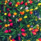 Chinese 5 Color Hot Pepper Vegetable Seeds Fresh Seeds Fast Shipping