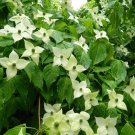 Chinese Dogwood Tree Seeds Cornus Kousa Chinensis 15 Seeds Fresh Seeds Fast Shipping