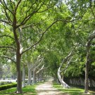 Chinese Elm Tree Seeds Ulmus Parvifolia 30 Seeds Fresh Seeds Fast Shipping