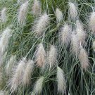 Chinese Fountain Grass Seeds Pennisetum Alopecuroides 25 Seeds Fresh Seeds Fast Shipping