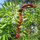 Chinese Honey Locust Tree Seeds Gitsia Sinensis 5 Seeds Fresh Seeds Fast Shipping