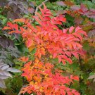Chinese Lacquer Tree Seeds Toxicodendron Vernicifluum 25 Seeds Fresh Seeds Fast Shipping