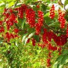 Chinese Magnolia Vine Seeds Schisandra Chinensis 10 Seeds Fresh Seeds Fast Shipping