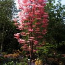 Chinese Mahogany Tree Seeds Toona Sinensis 50 Seeds Fresh Seeds Fast Shipping