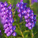 Chinese Skullcap Flower Seeds Scutellaria Baicalensis 20 Seeds Fresh Seeds Fast Shipping
